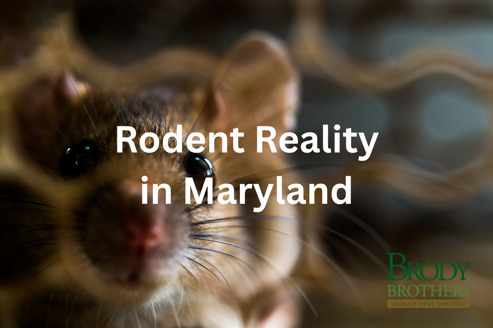 rodent-reality-in-maryland