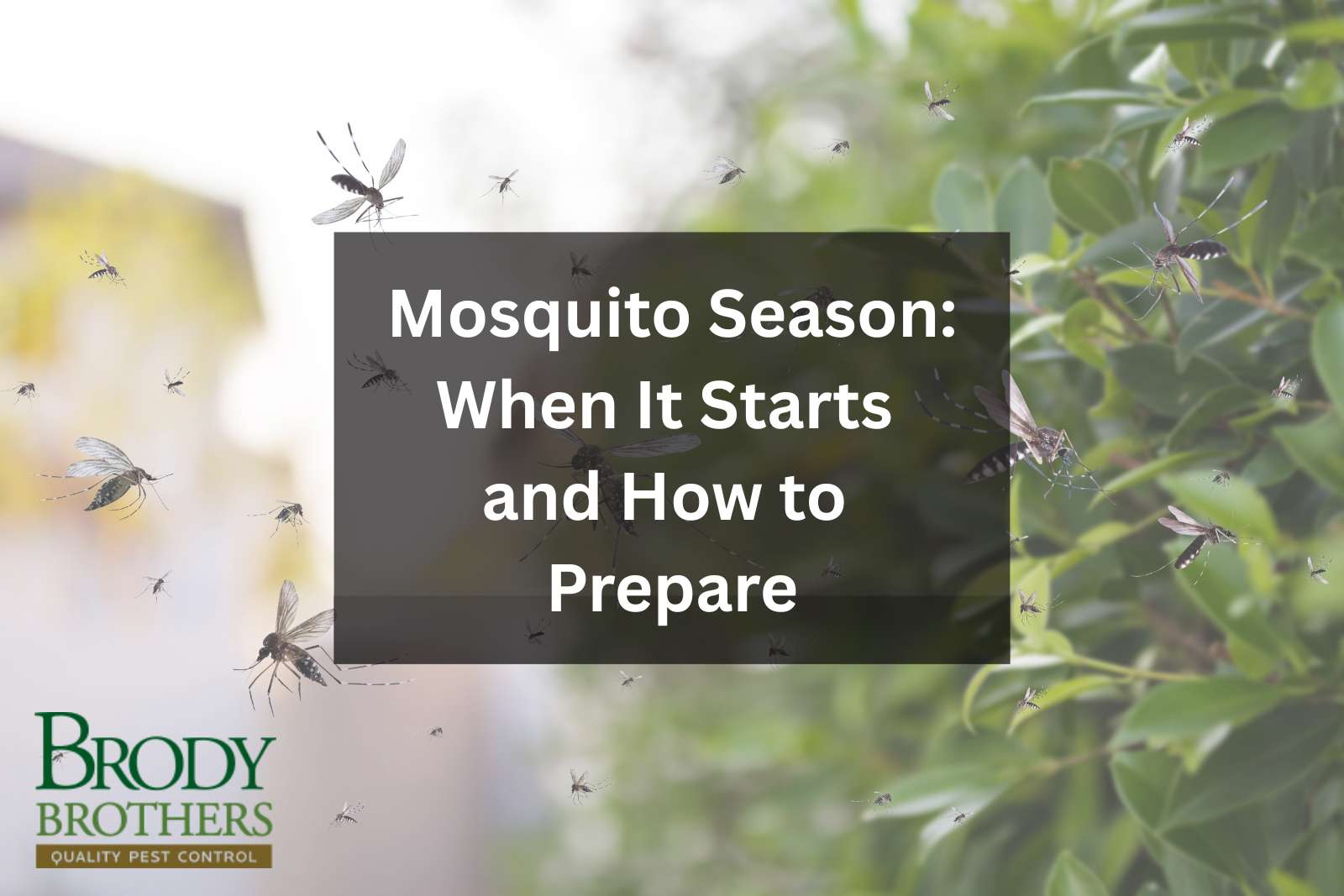 mosquito-season-when-it-starts-and-how-to-prepare