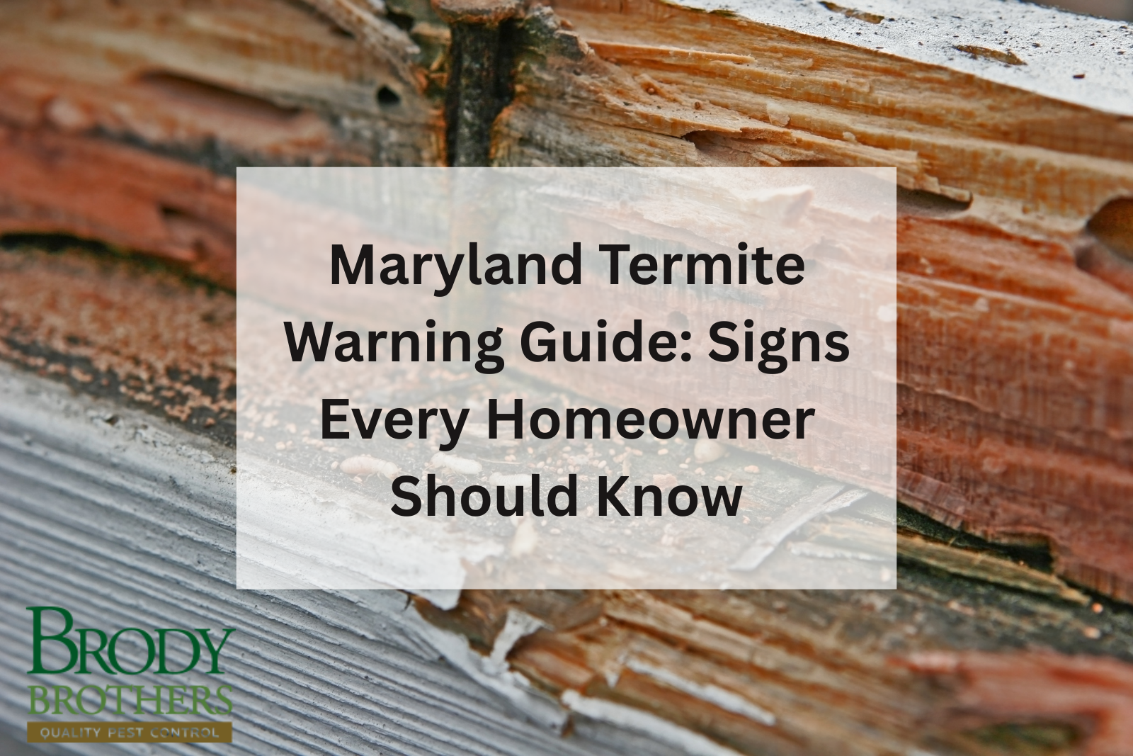 maryland-termite-warning-guide-signs-of-termites-every-homeowner-should-know