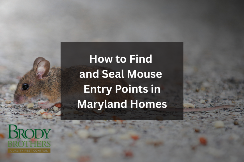 How to Find and Seal Mouse Entry Points in Maryland Homes
