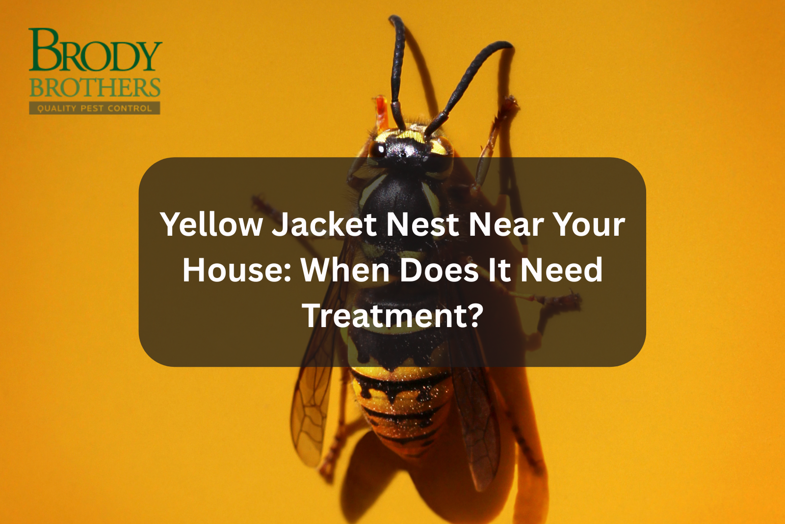 yellow-jacket-nest-near-your-house-when-does-it-need-treatment