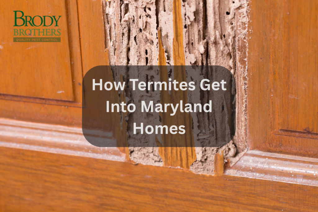 How Termites Get Into Maryland Homes